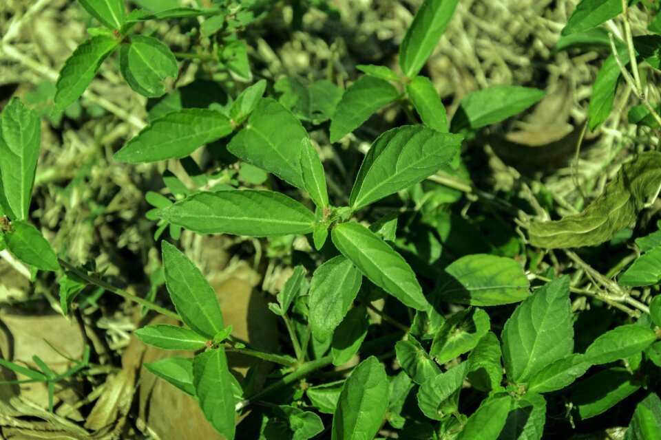 Sunshine background plant