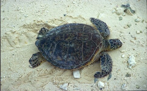 Sea turtle reptile nature