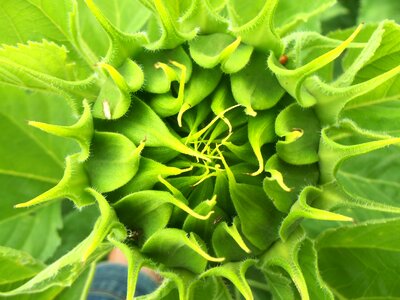 Helianthus field wild