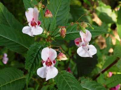 Himalayan balsam wild flower pink