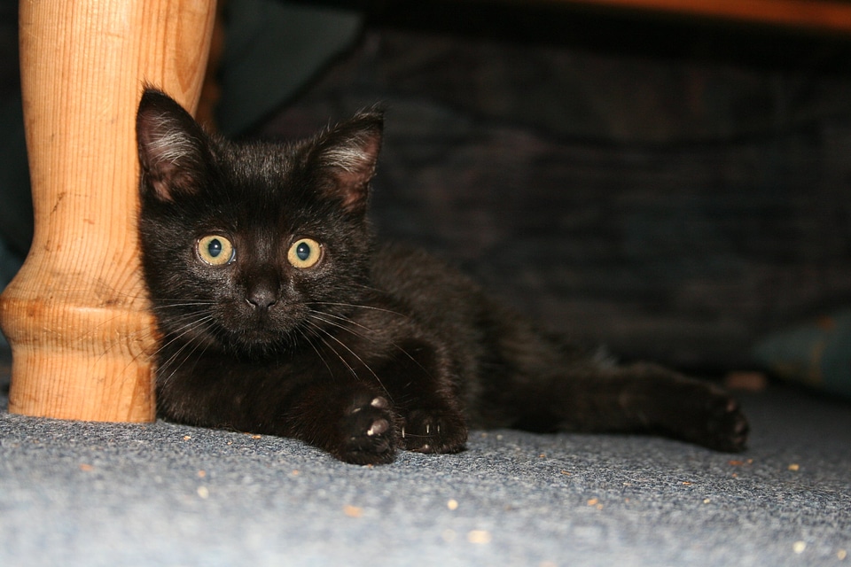 Animals black kitten