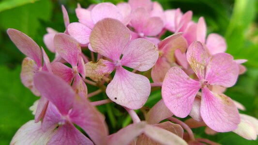 Inflorescence pink petals photo