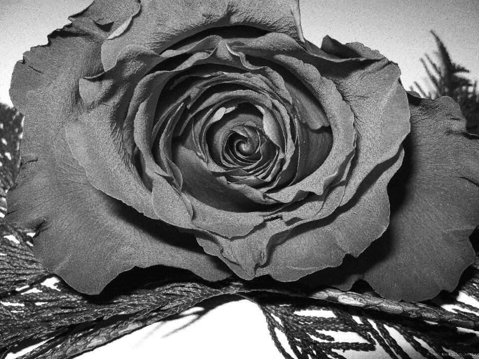 Floral romance blossom