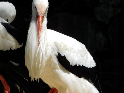 Gran canaria animal beak
