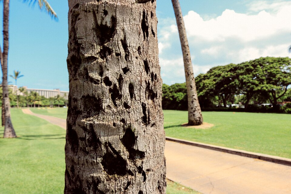 Tropical summer nature