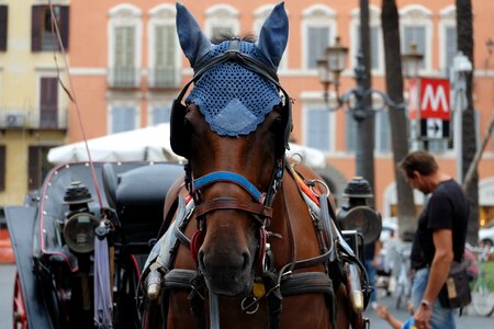 Brown rome carriage
