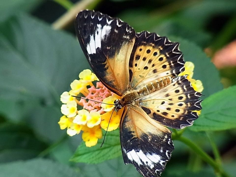 Insect animal nature
