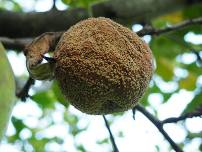 Fruit rotten fruits rotten apple