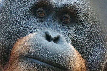Ape primate mammal photo