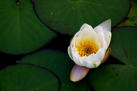 Lake water lilies flowers photo