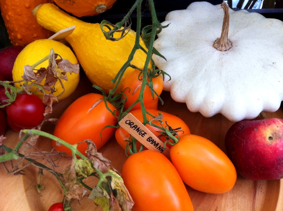 Tomatoes pumpkins eat