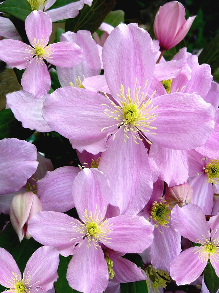 Climbing plant spring bloom