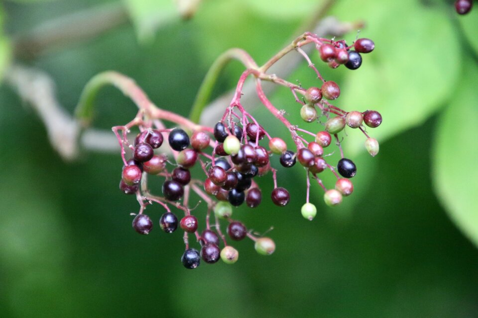 Elderberry natural foliage