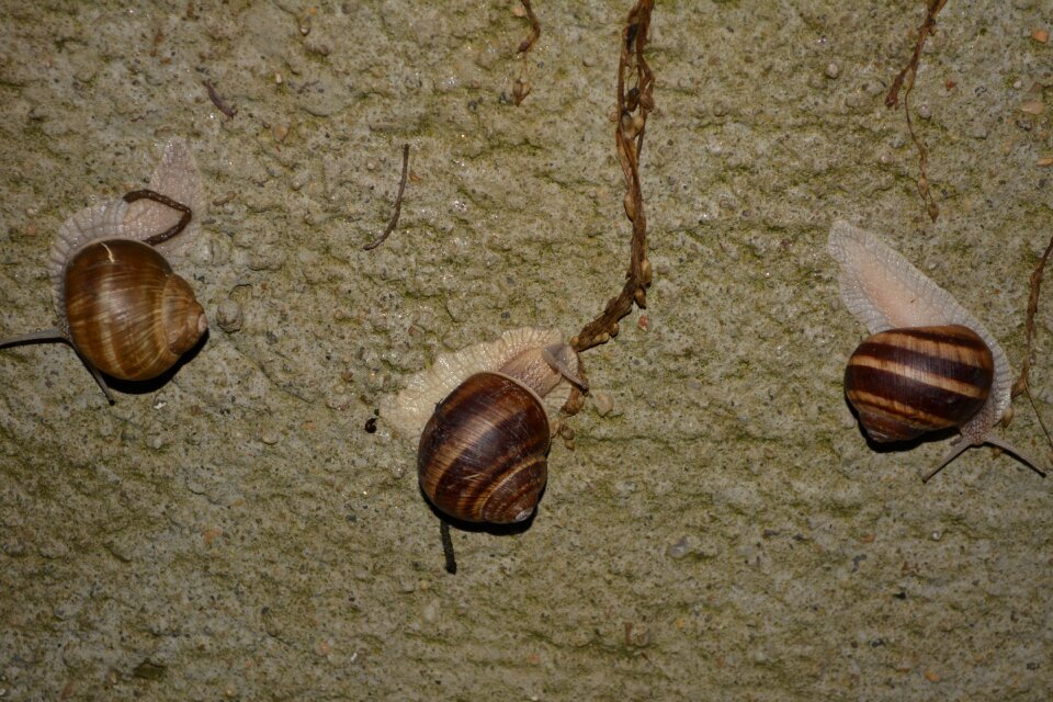 Slippery brown wall