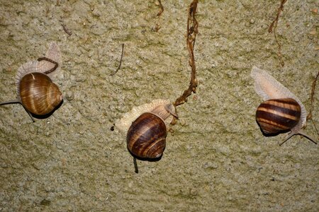 Slippery brown wall