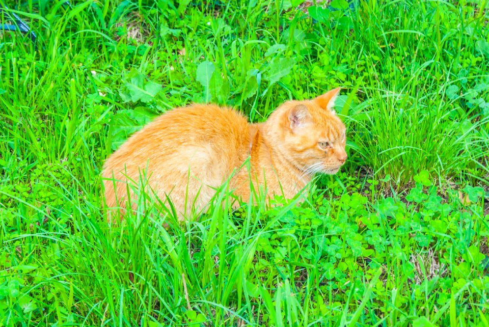 Pet animals nature
