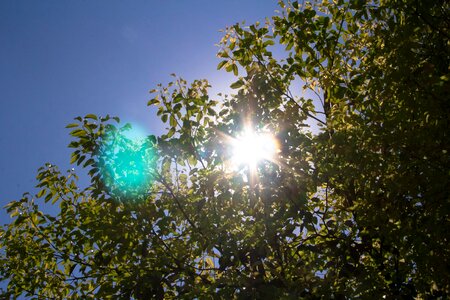 Camphor tree sun sunshine