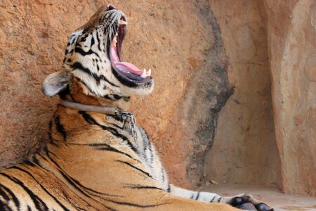 Feline roar jaws photo