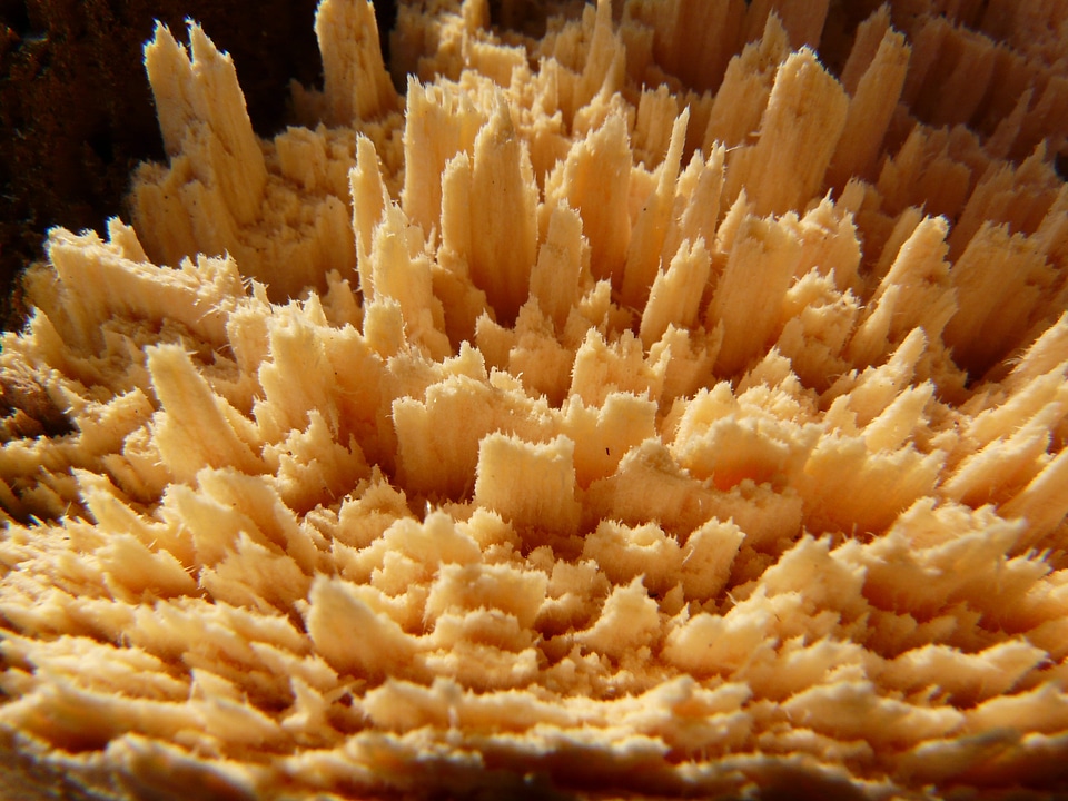Wood cutting macro close up