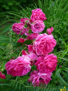 Perfume apothecary rose fragrance photo