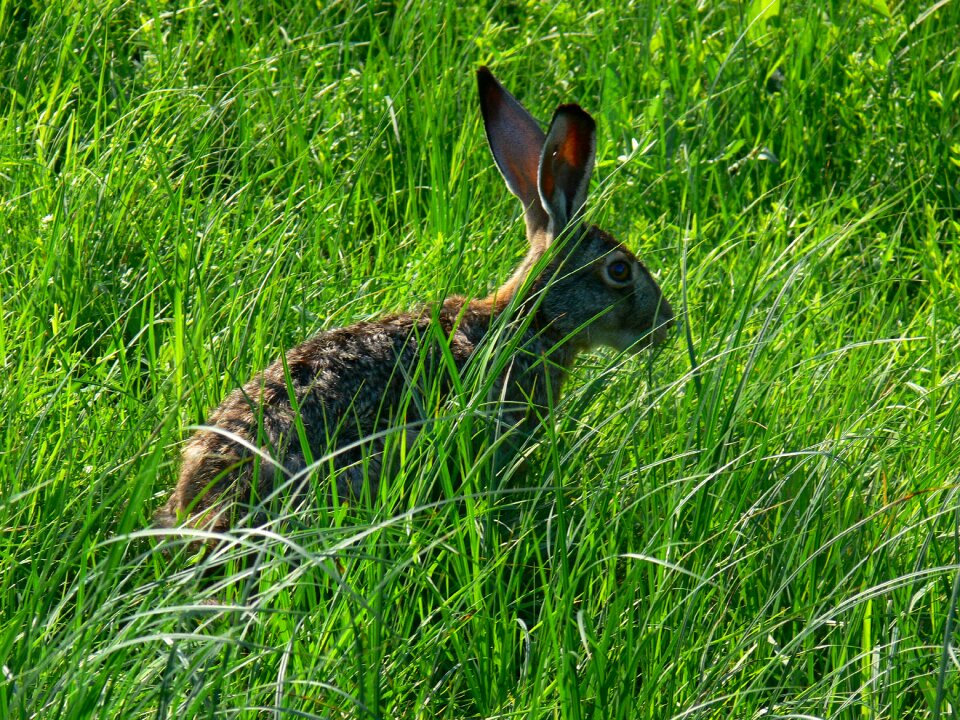 Grass field meadow