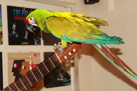 Parrot bird pet
