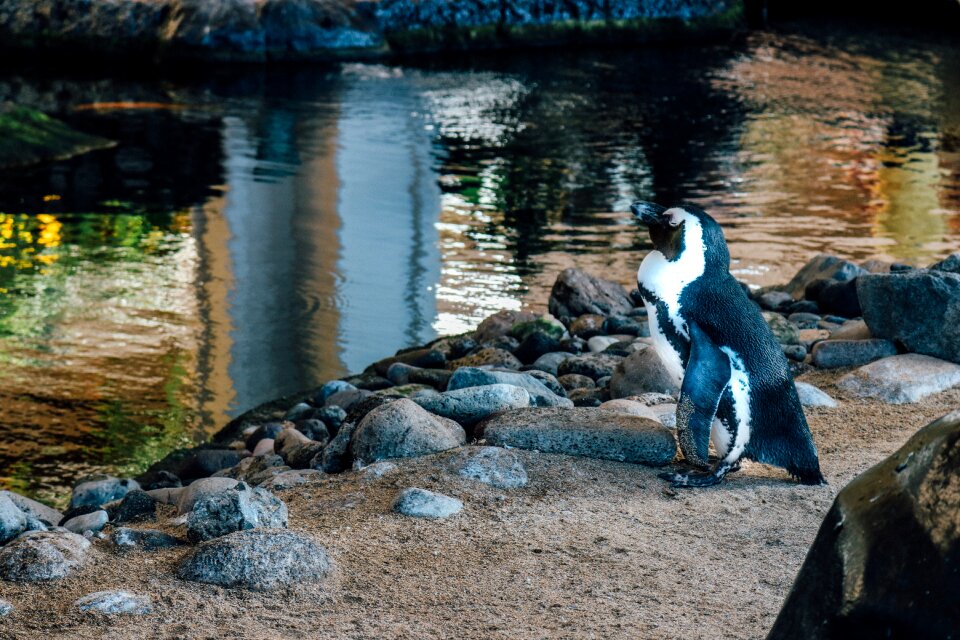Wild nature animals