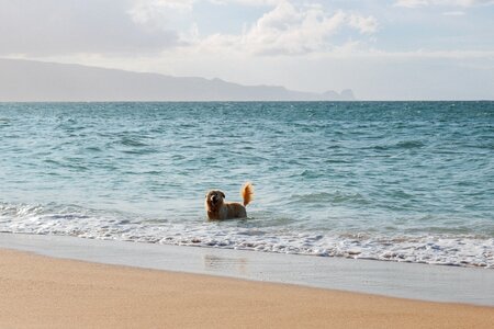 Swimming ocean pet