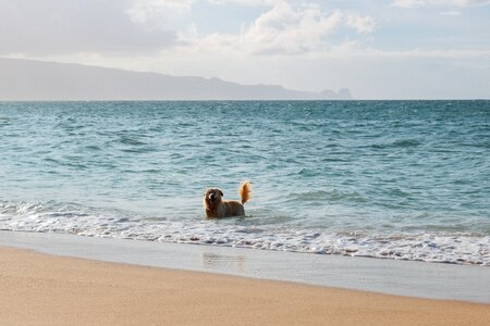 Swimming ocean pet photo