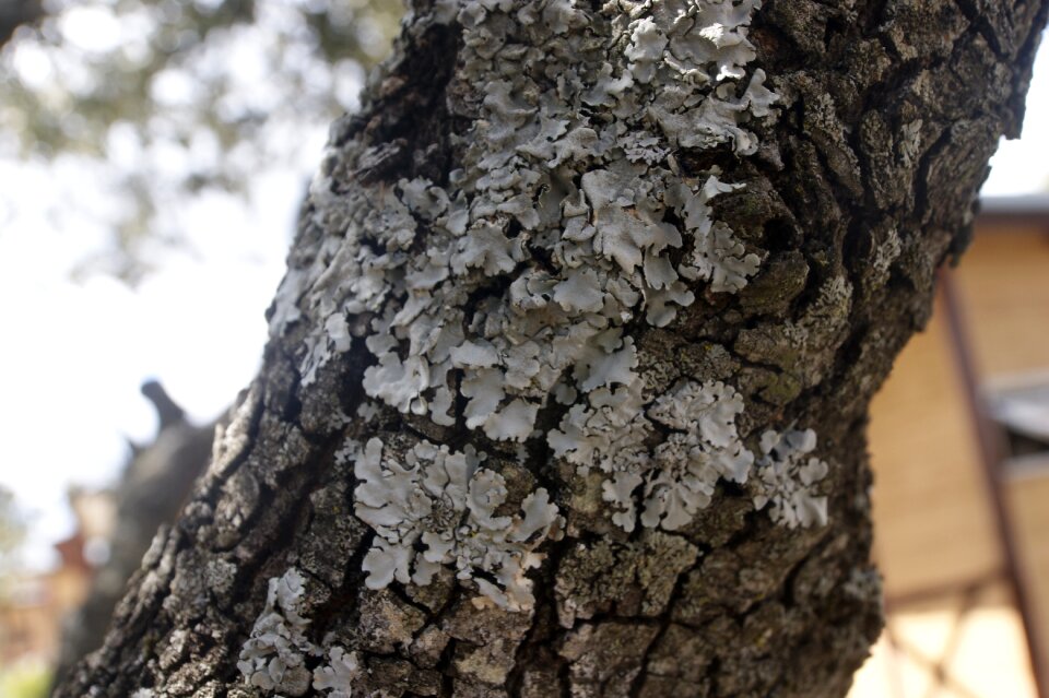 Trunk fungi wood tree
