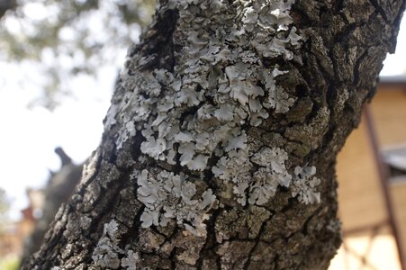 Trunk fungi wood tree