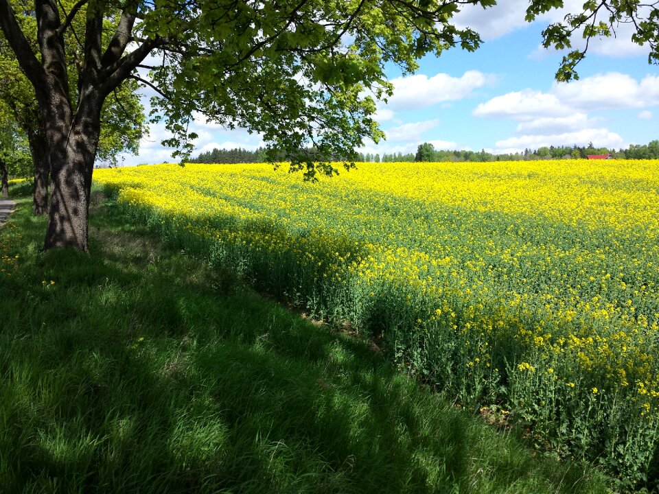 Rapeseed meadow summer