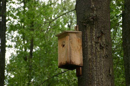 Forest bird wood