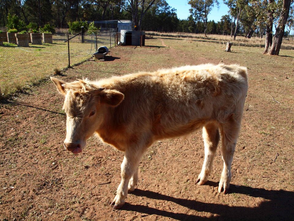 Farm animals animal
