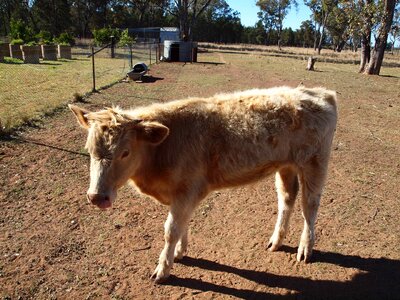 Farm animals animal