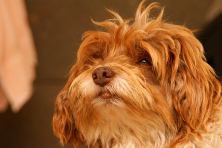 Small dog portrait pet photo