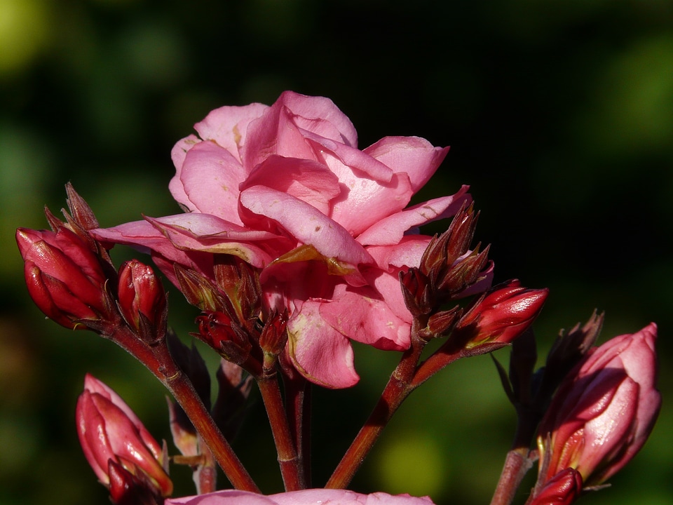 Laurel rose dog gift greenhouse apocynaceae