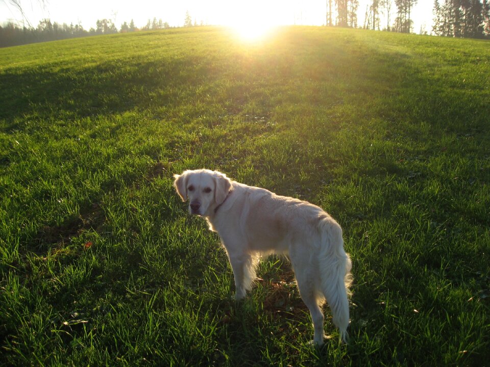 Landscape golden retriever grass