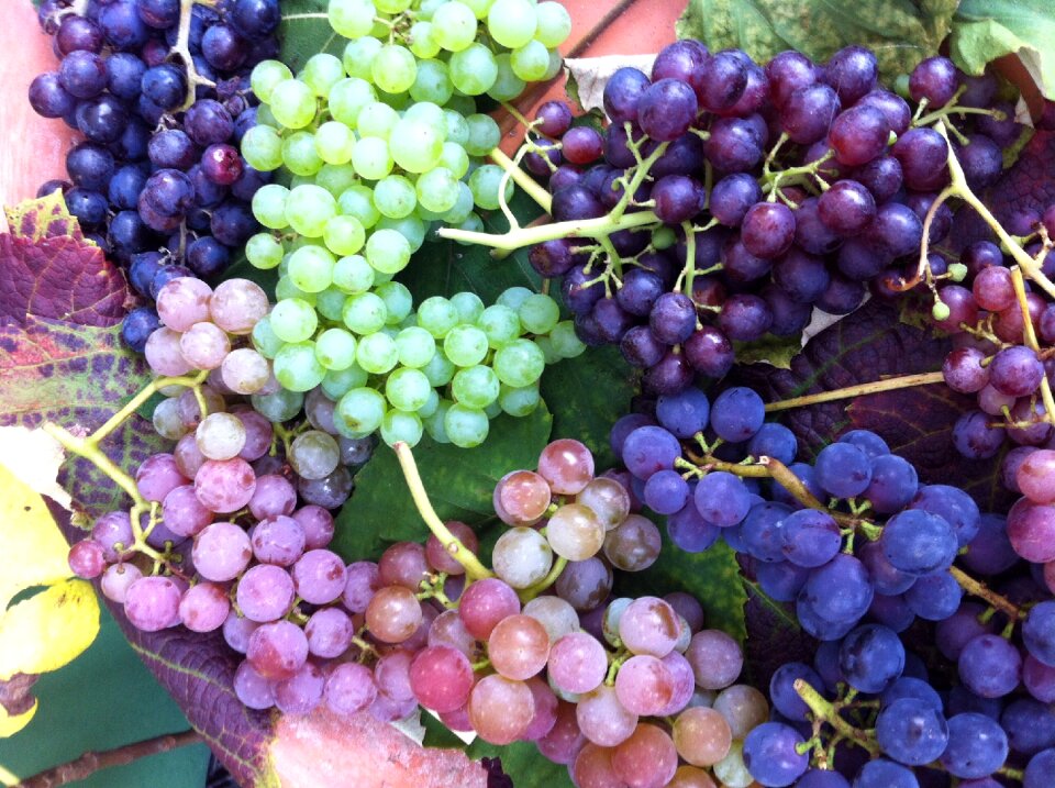 Food vitamins ripe grapes
