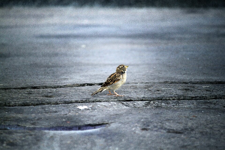 Bird the sparrow nature