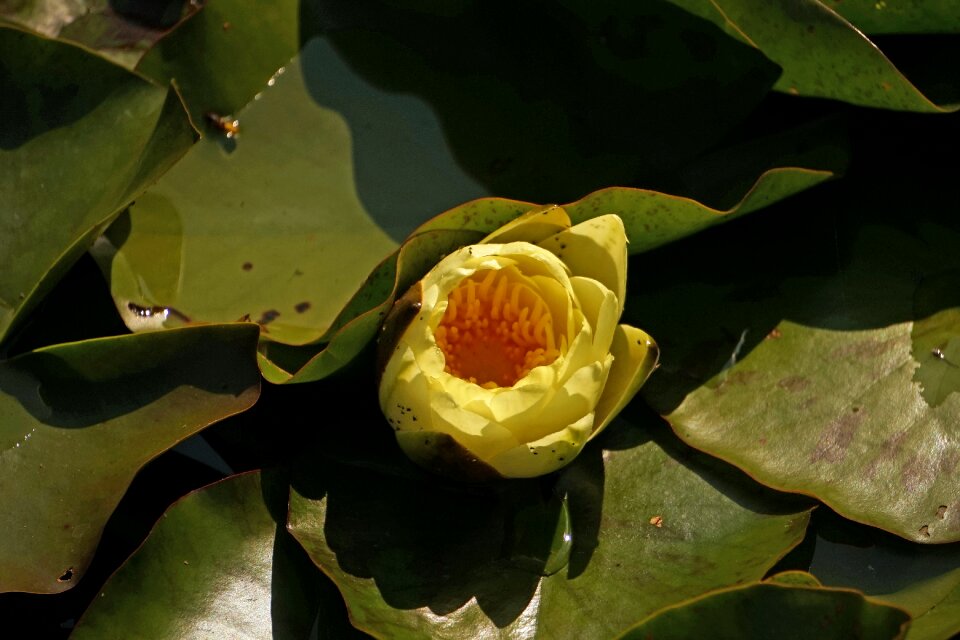 Aquatic plant white pond