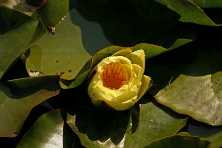 Aquatic plant white pond photo