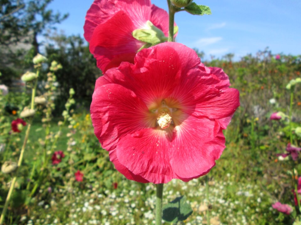 Natural plant garden