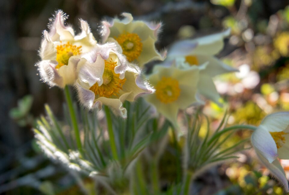Spring tenderness garden