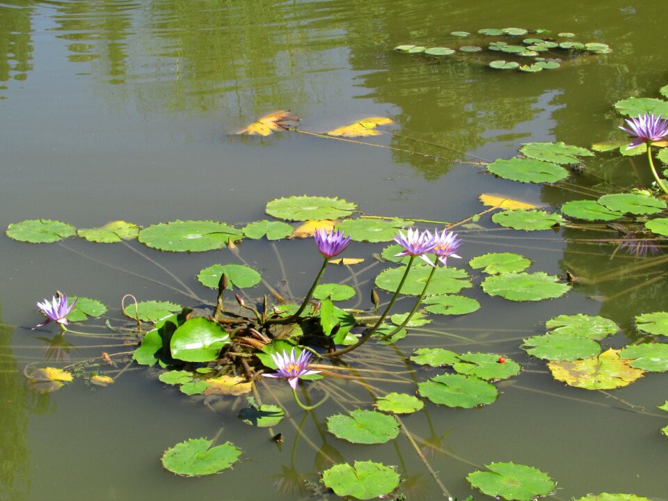 Landscape body of water flower