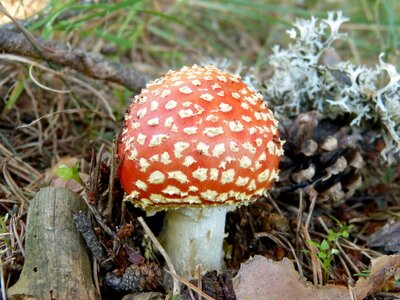 Toxic fungi amanita muscarias