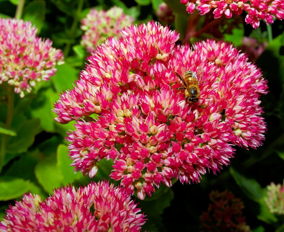 Red close up bee