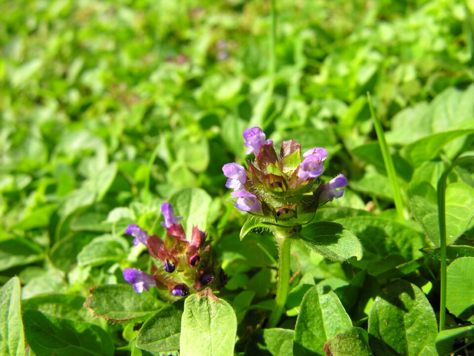 Nature plant garden