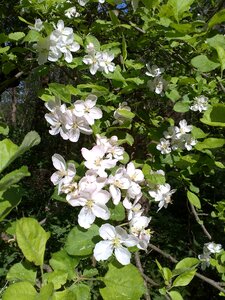 White garden garden flowers