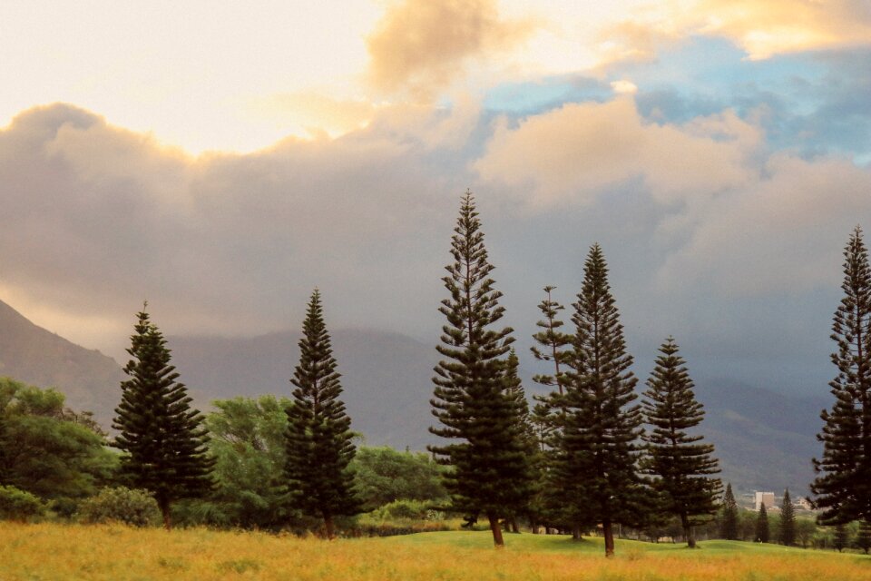 Clouds fog pine